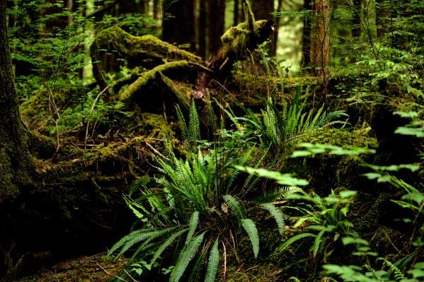 rain forest ferns by Andrew Wasik